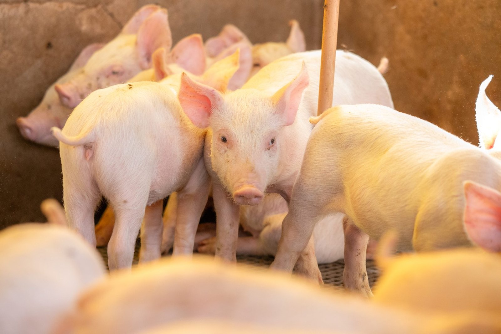 Leitões Duroc em baia da Fazenda Memória