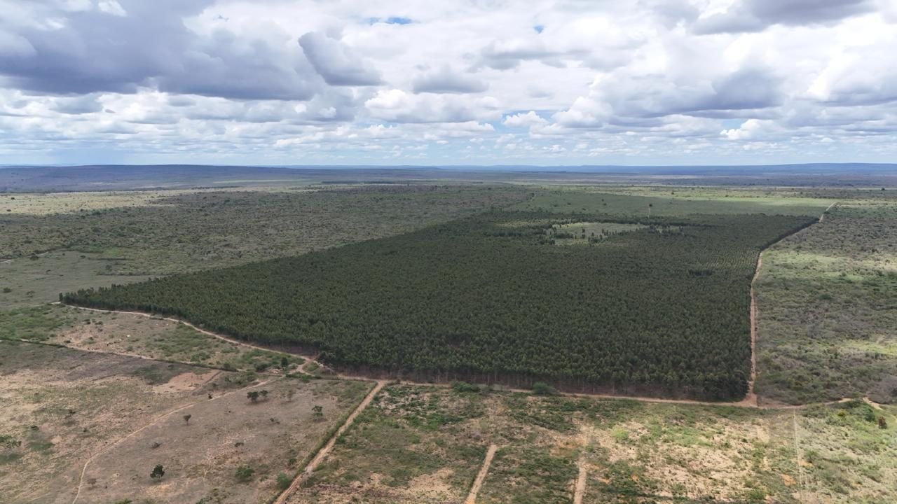 Vista aérea de área de reflorestamento do Grupo ARO