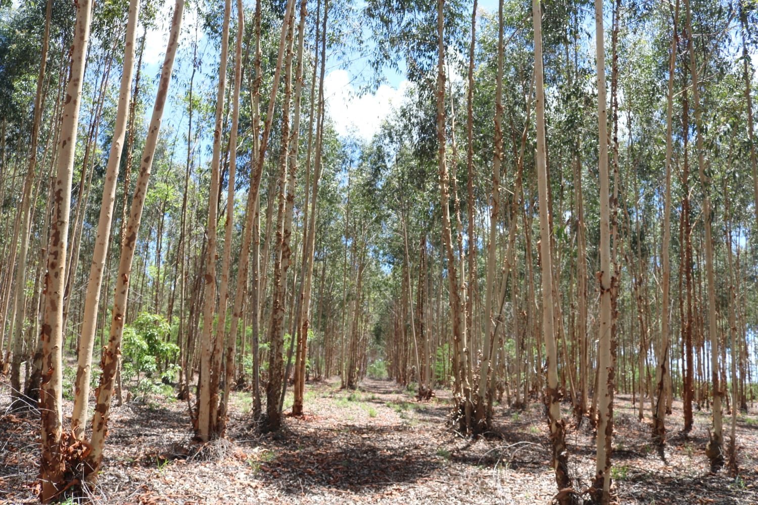 Floresta plantada de eucalipto do Grupo ARO